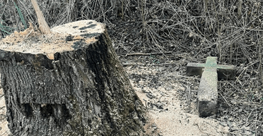 "Развернули гробы ради дров": СМИ показали последствия "рекультивации" на старом кладбище (фото)