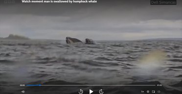 Горбатый кит проглотил байдарку с мужчиной, а потом выплюнул (видео)