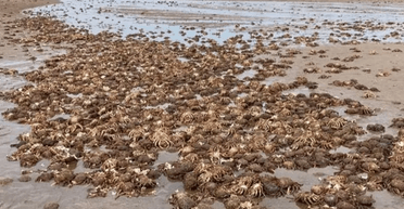 Люди б'ють на сполох: тисячі величезних "інопланетних" крабів викинуло на пляж (фото)