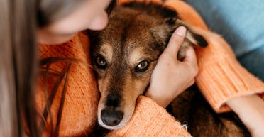 4 жовтня – Всесвітній день захисту тварин: як волонтери та бізнес допомагають тваринам в Україні