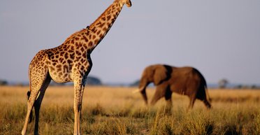 У Римі зі знімального майданчика втекли жирафа і слон (відео)