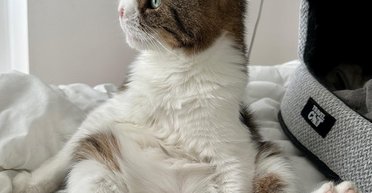 Жінка взяла з притулку хворого кота і витрачає на нього 13 тисяч євро на рік (фото, відео)