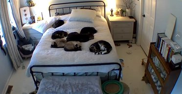 Женщина оставила котов на одну ночь: камера показала, чем занимались пушистые (видео)