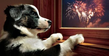 Наименьшие деньги: эксперт рассказал о породах собак, лечение которых будет дешевым (видео, фото)