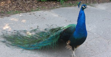 Съел национальный символ: индийского блогера отправили в тюрьму за жаркое из павлина