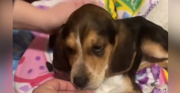 Пара придбала крихітного бігля: згодом вони зрозуміли, що щось пішло не так (фото)