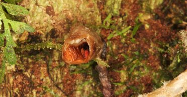 Дарвин про них не знал. Цветок а-ля картошка фри, паук-Джокер и амфиподы из Марианской впадины