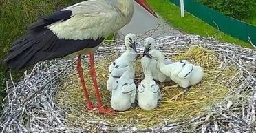 Треба ж Катрусечку годувати! Як українці лелек рятують