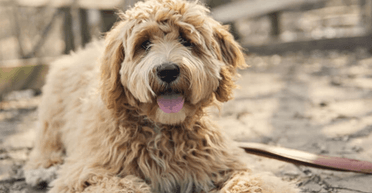 Жінка постригла собаку в майстра-початківця: результат розсмішив усіх