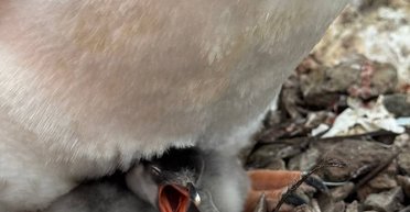 Первое пополнение вблизи станции Вернадского: полярники показали пингвинят (фото)