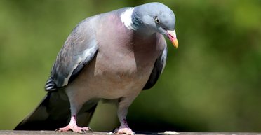 В Індії через 8 місяців звільнили підозрюваного у шпигунстві голуба (фото)