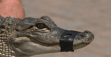 Рибалка спіймав алігатора на гачок: як небезпечний хижак опинився у звичайному озері