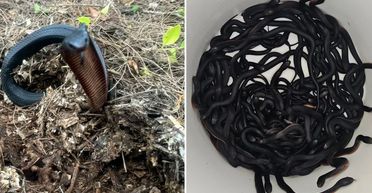 Могли загинути будь-якої миті: власники будинку роками жили з сотнею отруйних змій (фото)