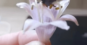 Любитель НЛО утверждает, что обломки космического корабля легче, чем лепестки цветка (фото)