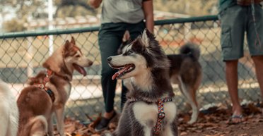 "Королева драмы": эксперт рассказал, какая порода собак сложно поддается дрессировке