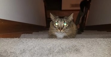 Удерживают солнце: почему на самом деле глаза кошек так жутко светятся в темноте