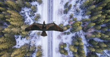 Уникальный дрон-хищник обманет врага: что особенного в БПЛА Evolution Eagle (видео)