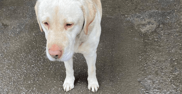 Украинцы бросили своего лабрадора на границе с Польшей: что с собакой (фото)