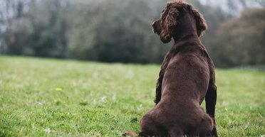 Ветеринар назвав чотири породи собак, які не варто заводити новачкам (фото, відео)