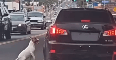 Відданий собака біг за машиною після того, як його викинули посеред дороги (відео)