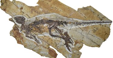 У Китаї знайдено динозаврів, які не вміли гарчати: вони видавали зовсім інший звук