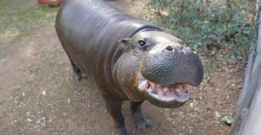 Старейший в мире карликовый бегемот отмечает день рождения: почти вдвое старше сородичей