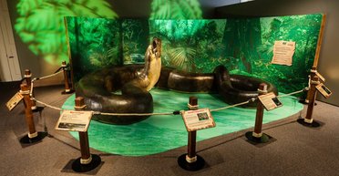 Найбільші змії на Землі були майже в 9 разів більші за людину: що відомо (фото)