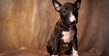 Владельцы дали щенку попробовать газировку: к его реакции никто не был готов