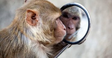 Майже як люди: які тварини насправді можуть упізнати себе в дзеркалі (фото)