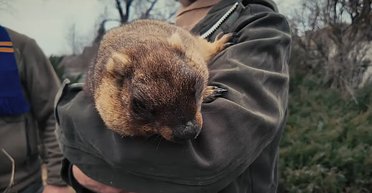 Когда придет весна: харьковский сурок Тимка IV предсказал сроки