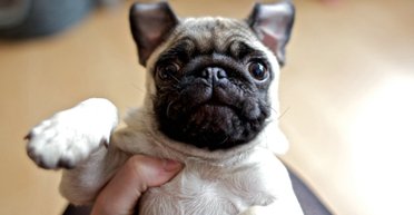 У всьому винен пес: жінка влаштувала чоловікові "сцену", а потім побачила відео з камери