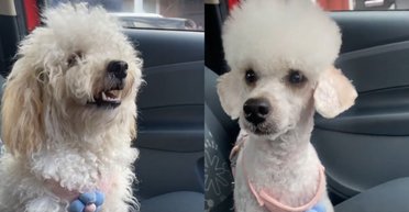 Дівчина просто хотіла постригти пса, але результат здивував навіть її