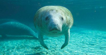 Во Флориде нашли ламантина с надписью "Трамп" на спине. За живодера назначили награду (видео)