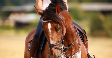 Морда в мыле: ученые рассказали, почему потеющие лошади покрываются "мыльной пеной"