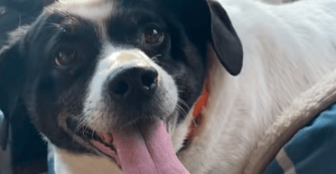 Собака, которая потеряла половину своего веса, стала звездой сети: что произошло