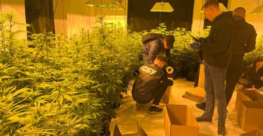 Поняли и отпустили: суд на Львовщине "простил" айтишнику выращивание 800 кустов конопли (фото)