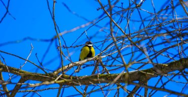 "Все признаки весны уже есть": Диденко рассказала, ждать ли украинцам тепла в ближайшие дни (карта)