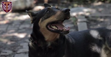 Было 5 пайков, 5 бойцов и Жужа: как собака спасала от голода украинских десантников (видео)