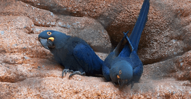 Багатомільйонні збитки: жителі аргентинського міста потерпають від нашестя папуг (відео)