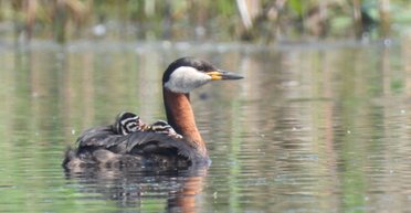 Нарахували 29 гнізд: на Прикарпатті виявили унікальну колонію рідкісних птахів (фото)