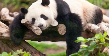 Пандам тут не місце. Як найбільш незграбному виду вдалося уникнути вимирання