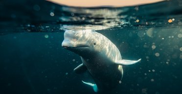 "Шпионил для ВМС РФ": в водах Норвегии нашли мертвым знаменитого кита Хвалдимира