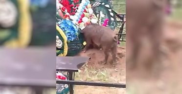 Хочуть відстрілювати: у РФ свині розрили могили загиблих в Україні військових (відео)