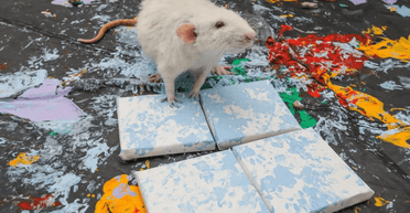 Жінка заробила $2700 на "шедеврах", які намалювали щури (фото)