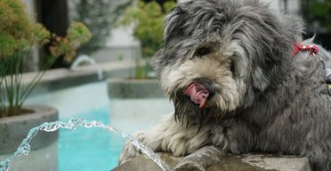 Проверьте своих домашних любимцев: эксперт рассказал, сколько воды должны пить коты и собаки