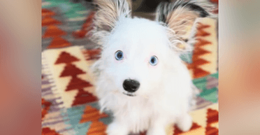 Женщина приютила милого щенка, но не была готова к тому, что вырастет (фото)