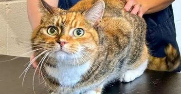 Постійно хворіла: рентгенівський знімок показав, що таємно їла домашня кішка (фото)