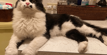 Женщина отнесла кота в приют, но через неделю поняла свою ошибку (фото)