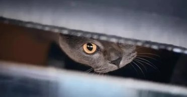 Прорив у квантовій фізиці: кіт Шредінгера вижив за високої температури, вважалося це неможливо