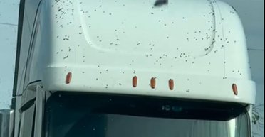 В США перевернулся грузовик с ульями: миллионы пчел-беглецов вырвались на волю и заполонили регион (фото)